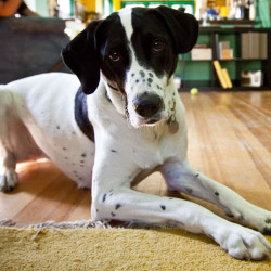 DogWatch of Northeast Indiana, Fort Wayne, Indiana | Indoor Pet Boundaries Contact Us Image