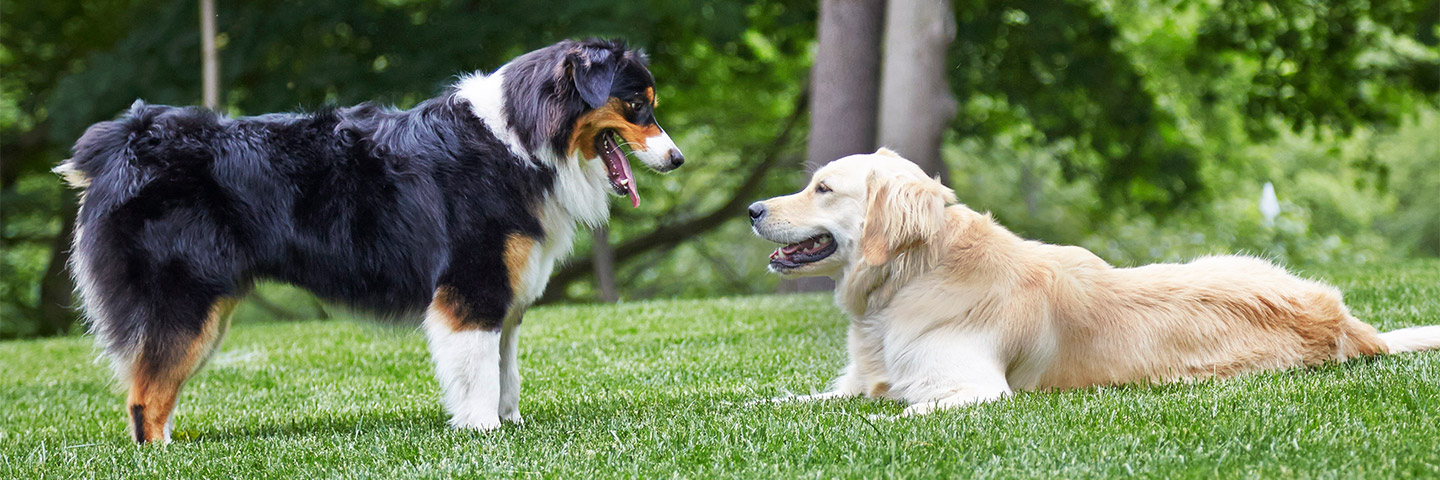 DogWatch of Northeast Indiana, Fort Wayne, Indiana | Outdoor Hidden Dog Fences Slider Image