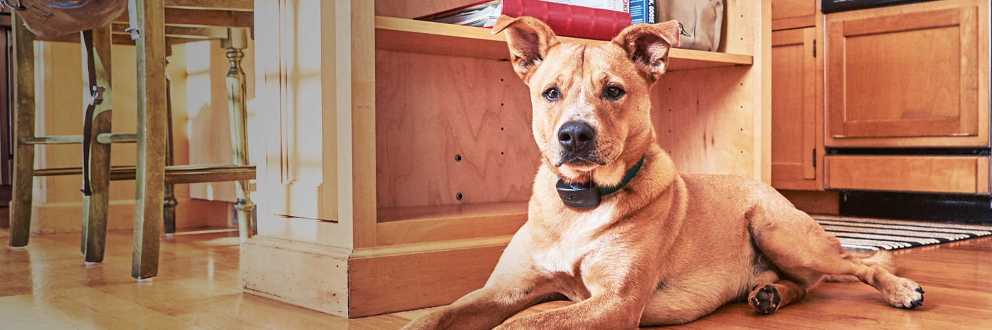 DogWatch of Northeast Indiana, Fort Wayne, Indiana | Indoor Pet Fences Slider Image