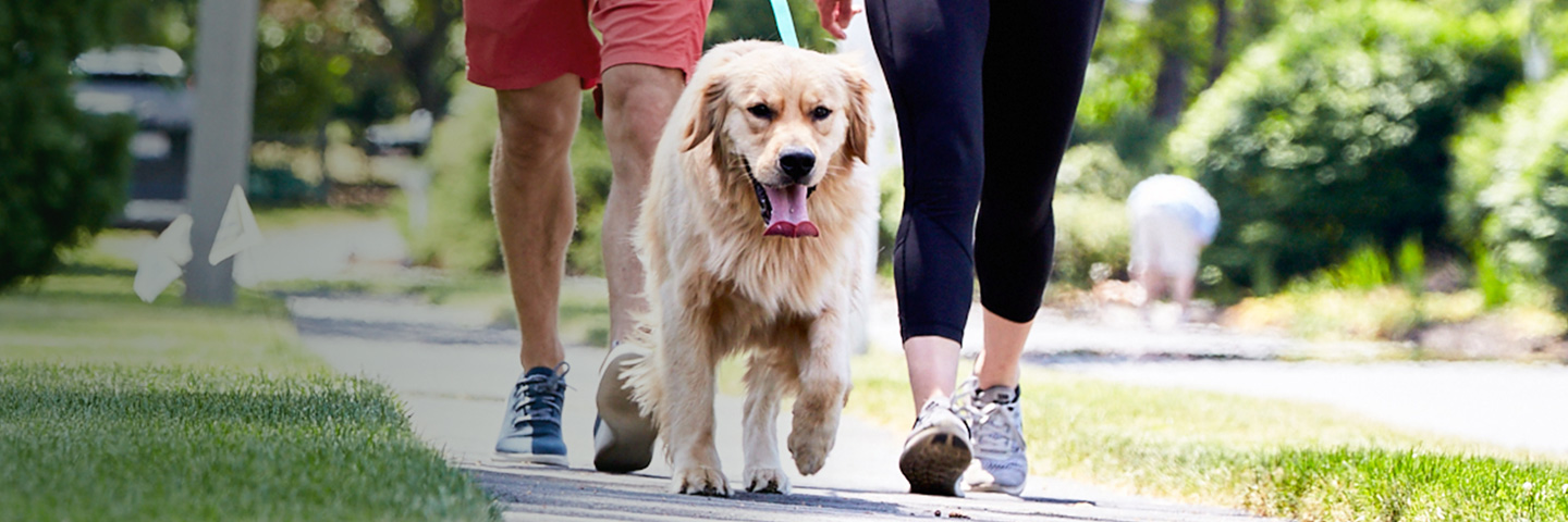 DogWatch of Northeast Indiana, Fort Wayne, Indiana | SideWalker Leash Trainer Slider Image